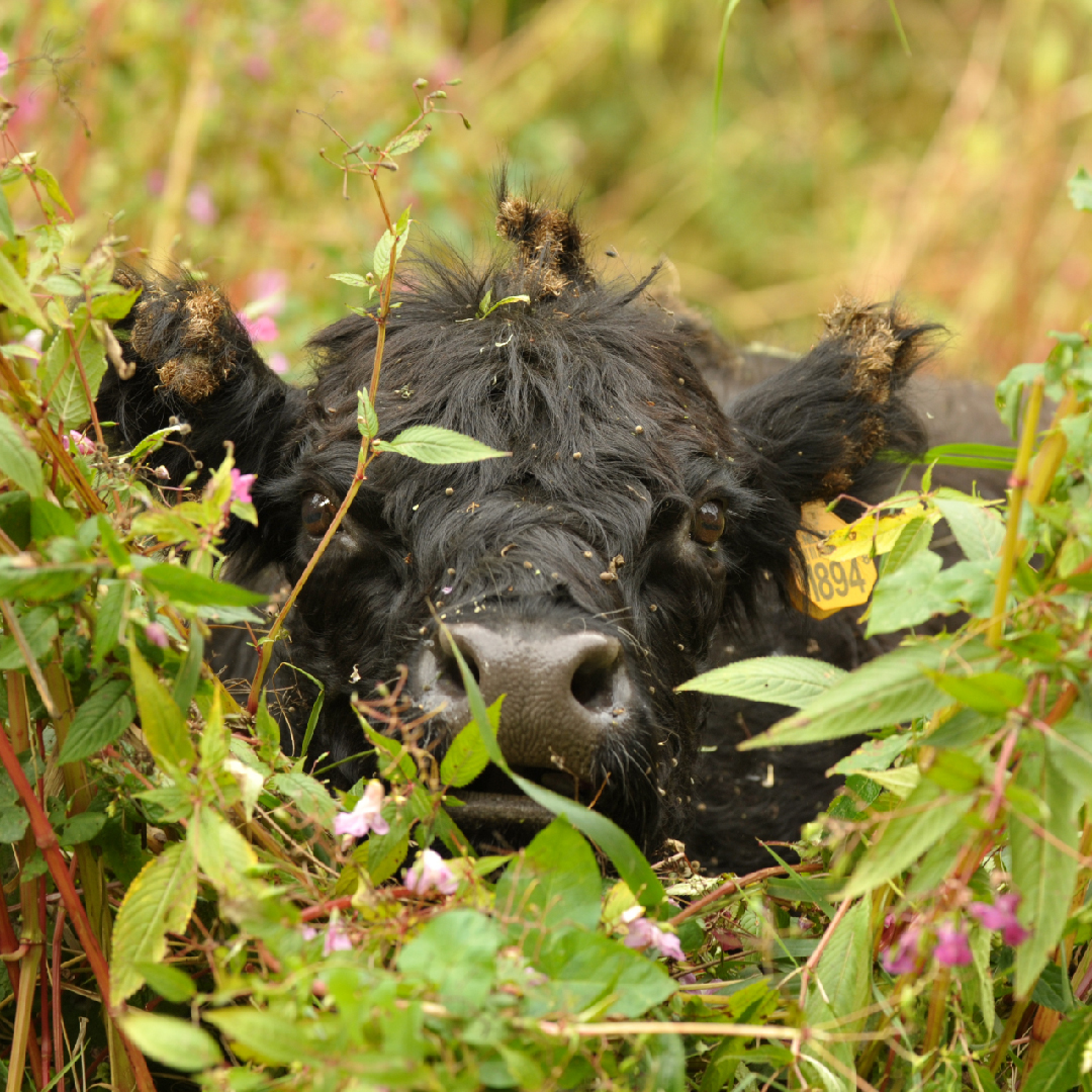 Sfeerfoto 50 1080X1080