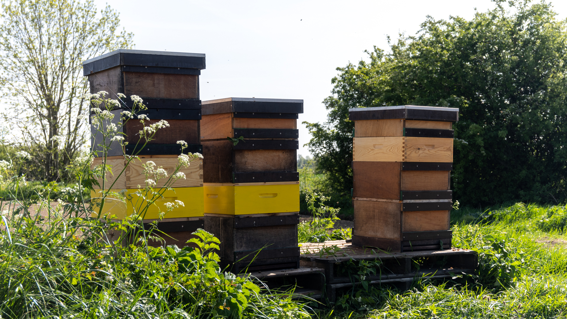 Bijenkasten bij de Hazelaarshof